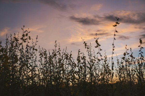 Guide pratique pour choisir entre trim chanvre et fleurs de chanvre